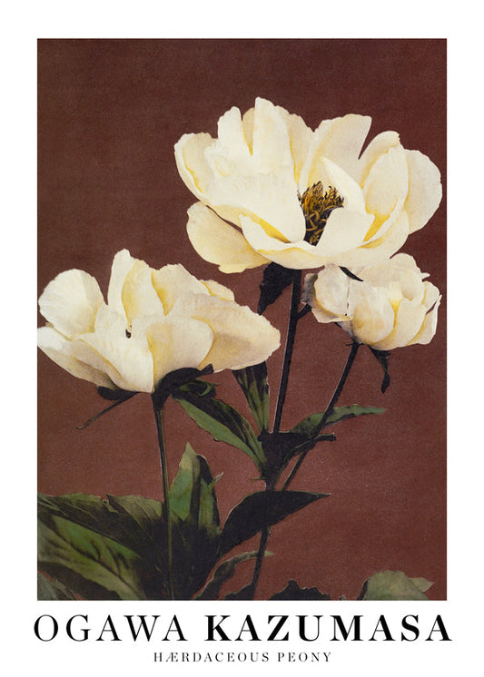 Ogawa Kazumasa peony