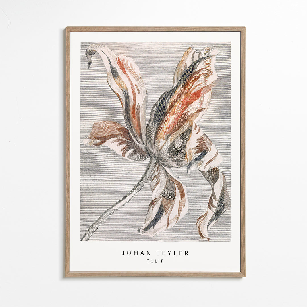 Johan Teyler Tulip
