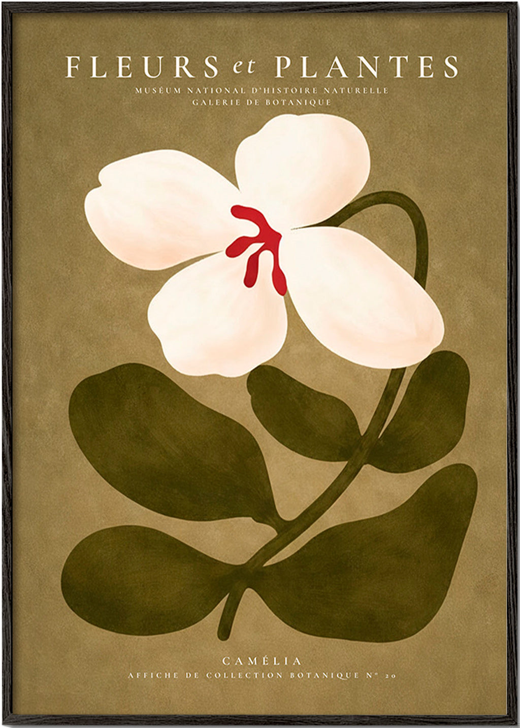Lámina botánica: camelia blanca sobre fondo oliva – Black Frame