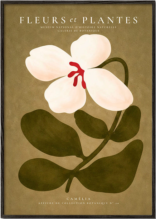 Lámina botánica: camelia blanca sobre fondo oliva – Black Frame
