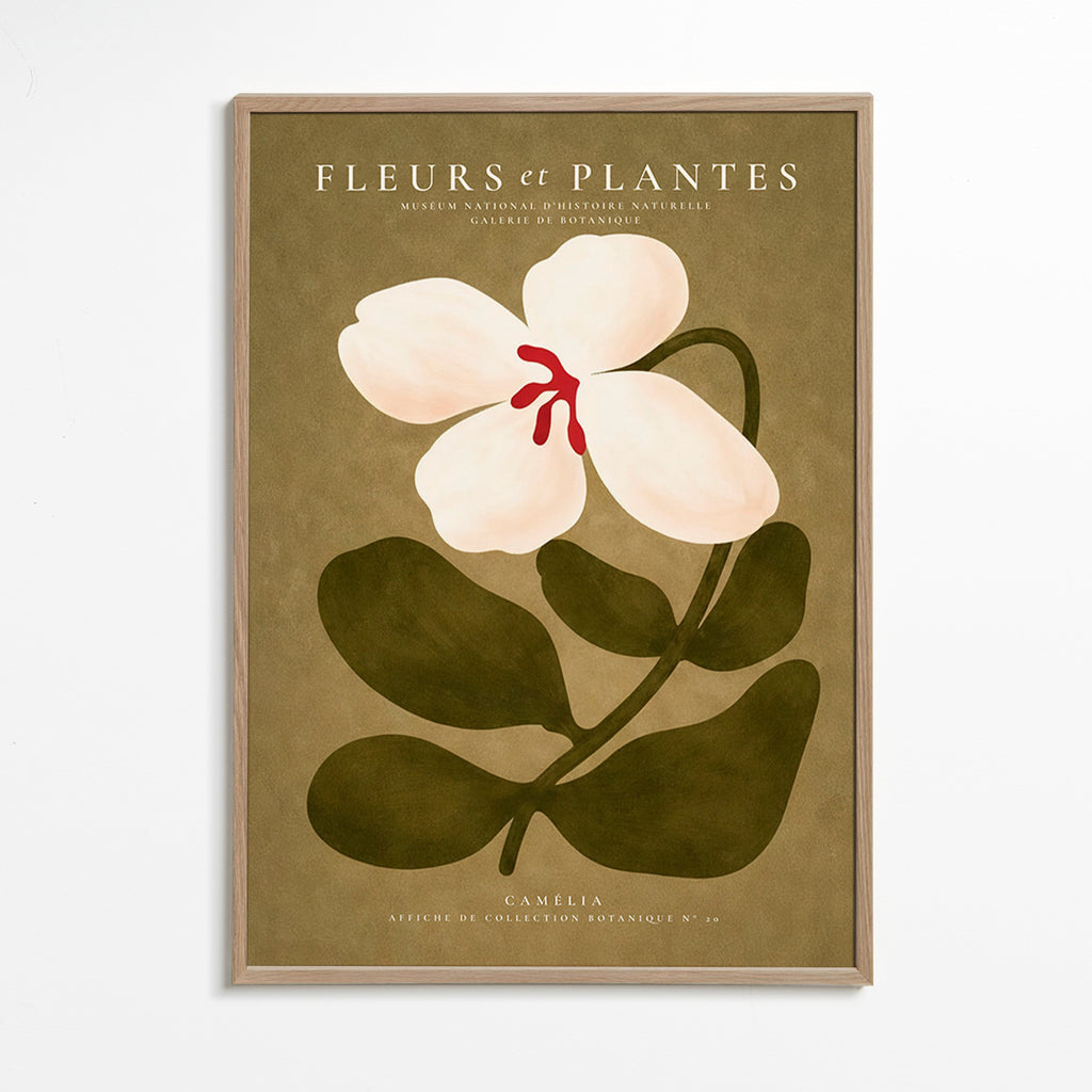 Lámina botánica: camelia blanca sobre fondo oliva – Oak Frame