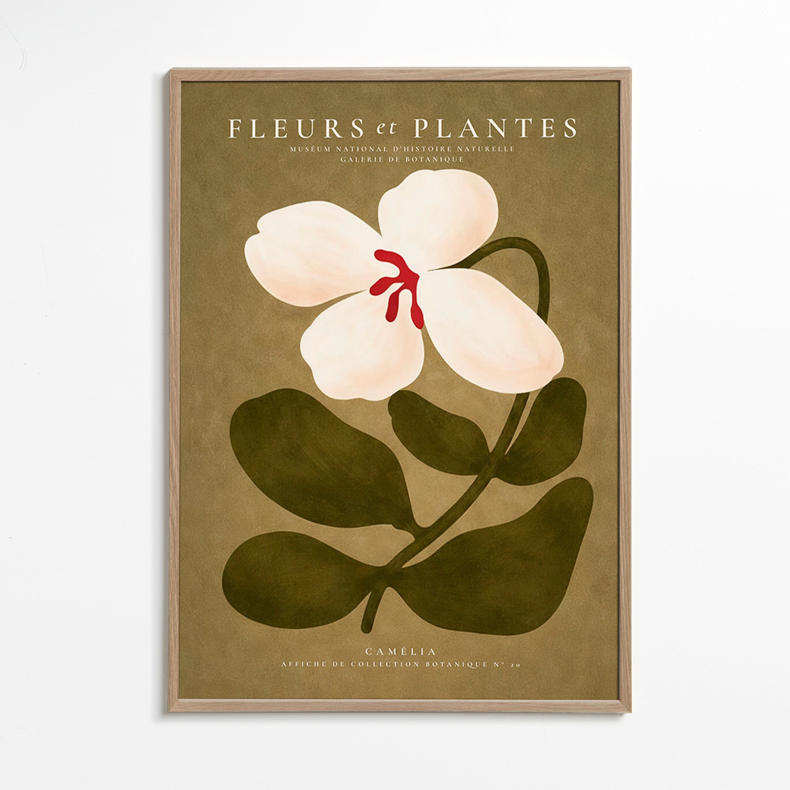 Lámina botánica: camelia blanca sobre fondo oliva – Oak Frame