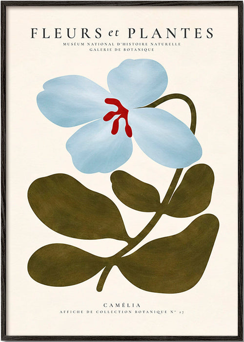 Lámina botánica Camelia azul – Black Frame