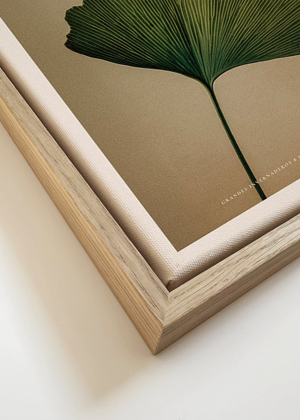 Lámina botánica con hoja de ginkgo y tipografía clásica – Canvas detail
