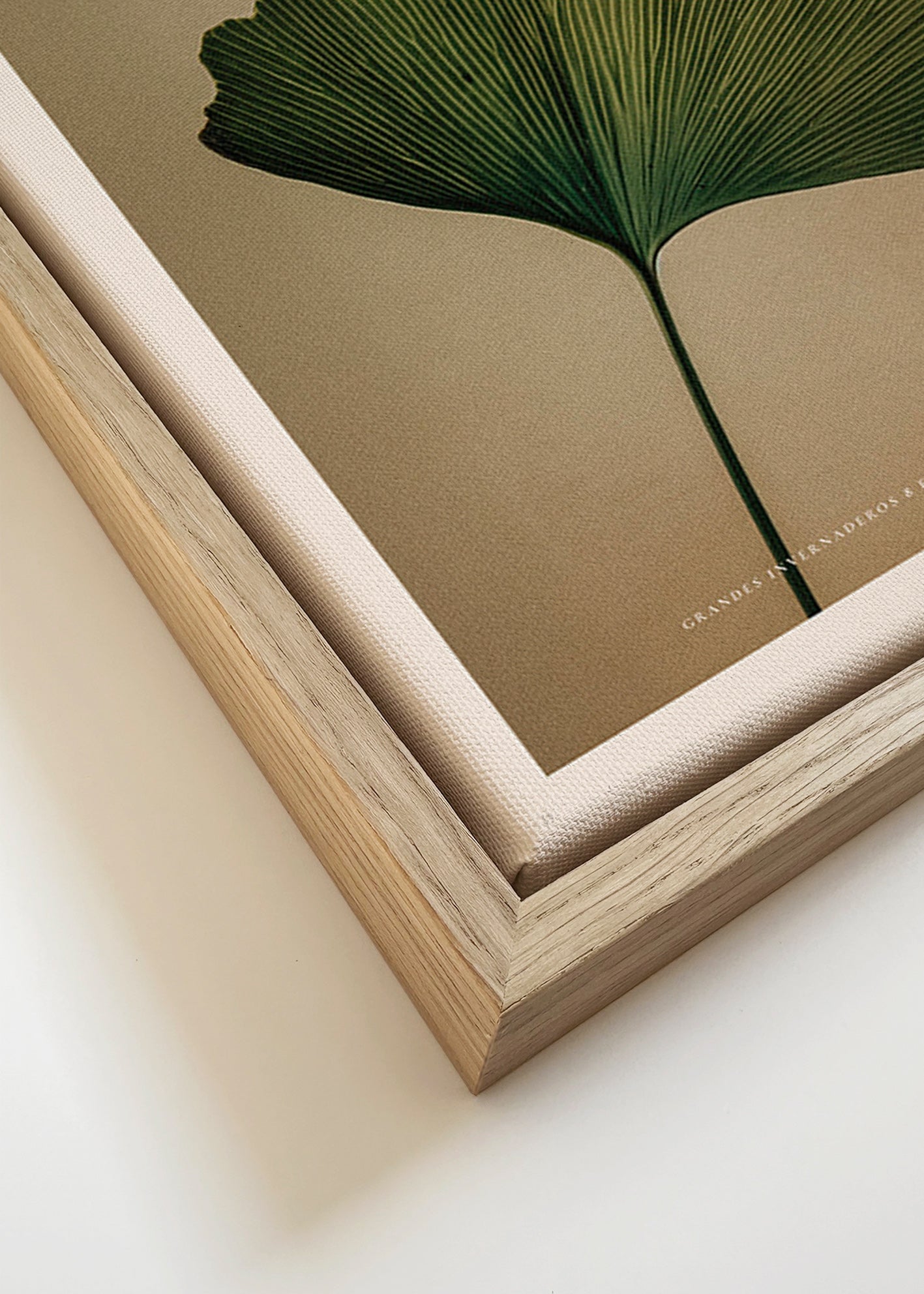 Lámina botánica con hoja de ginkgo y tipografía clásica – Canvas detail