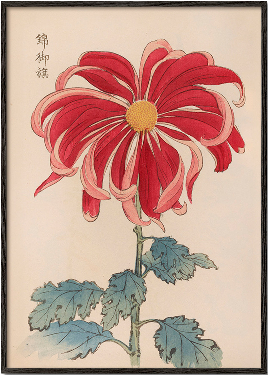 Lámina botánica crisantemo japonés rojo – Black Frame