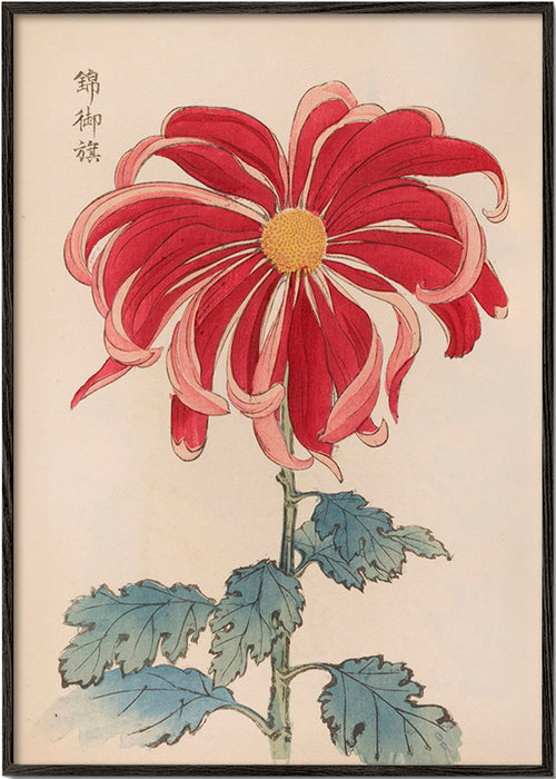 Botanical print Japanese chrysanthemum red