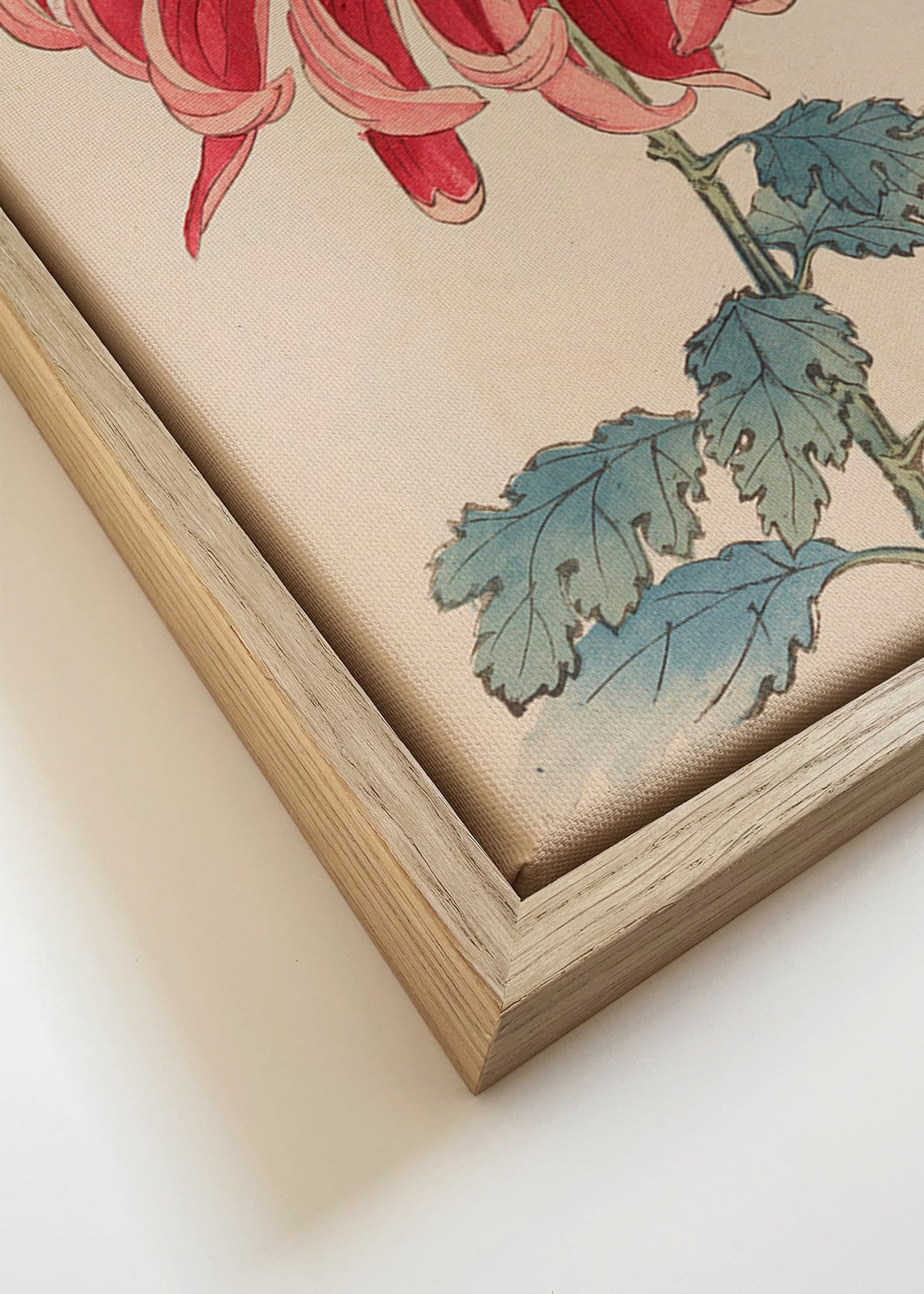 Lámina botánica crisantemo japonés rojo – Canvas detail