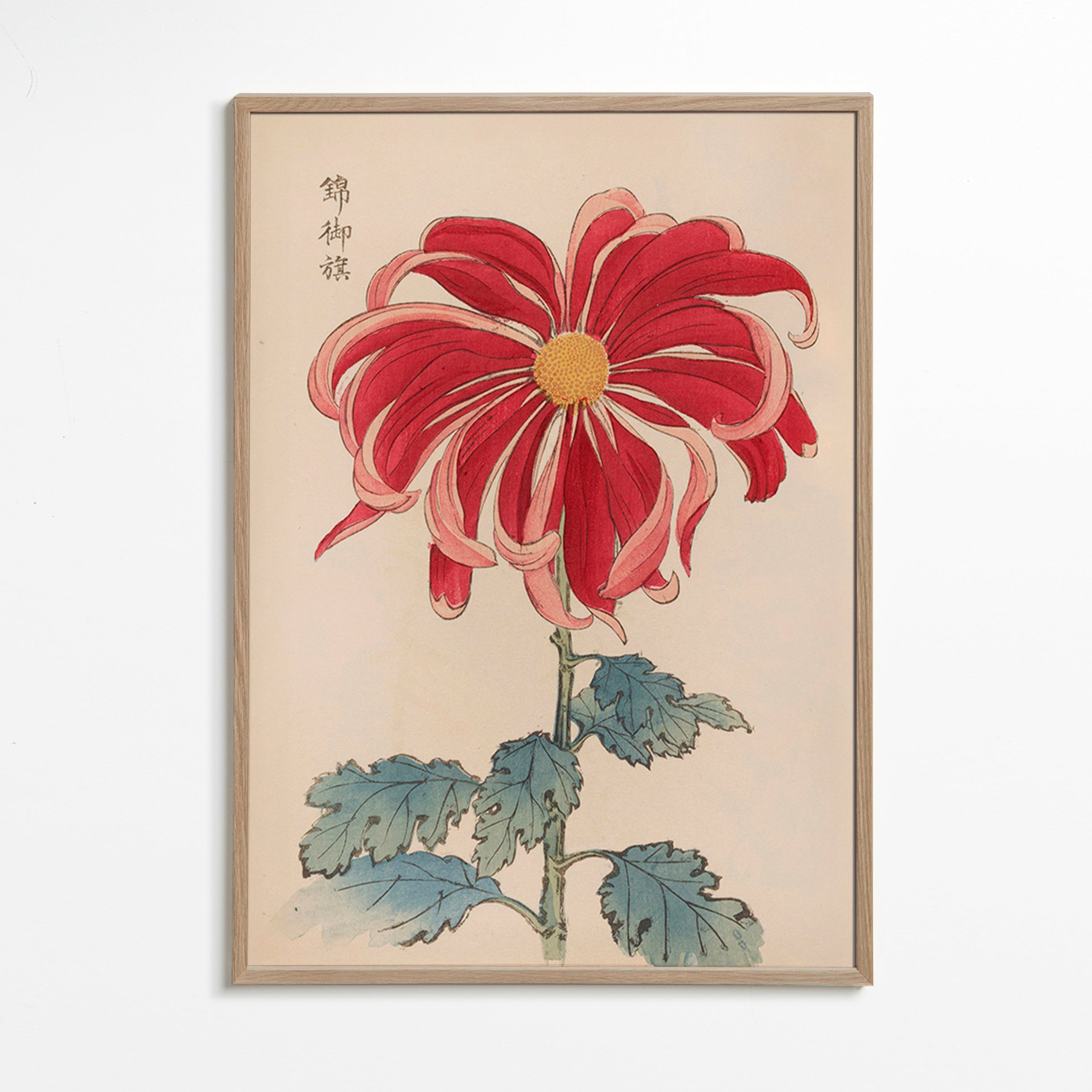 Lámina botánica crisantemo japonés rojo – Oak Frame
