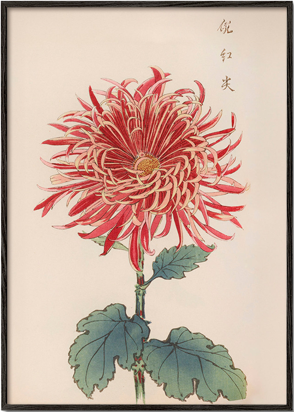 Botanical print red chrysanthemum detailed