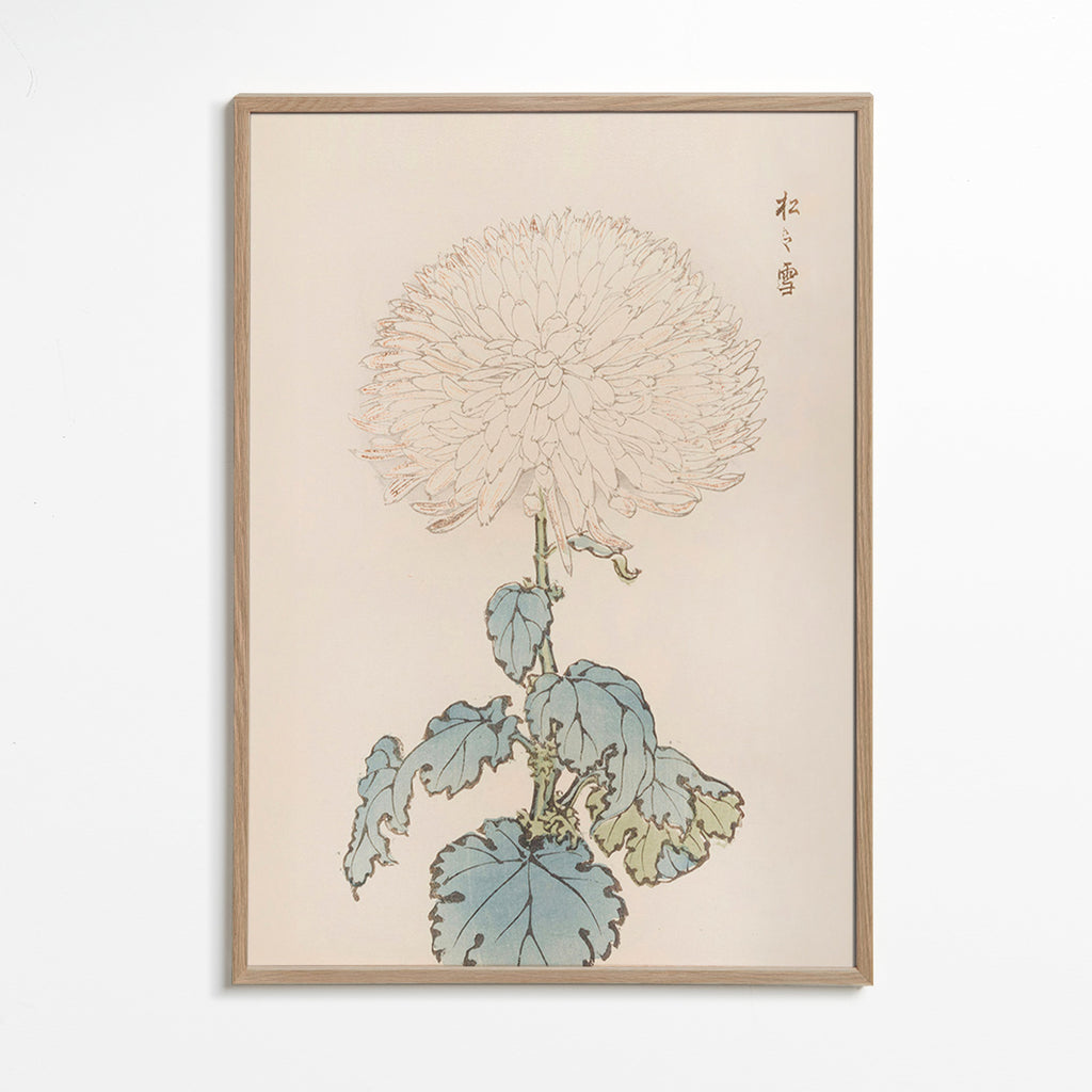 Lámina botánica: crisantemo japonés en trazo delicado – Oak Frame