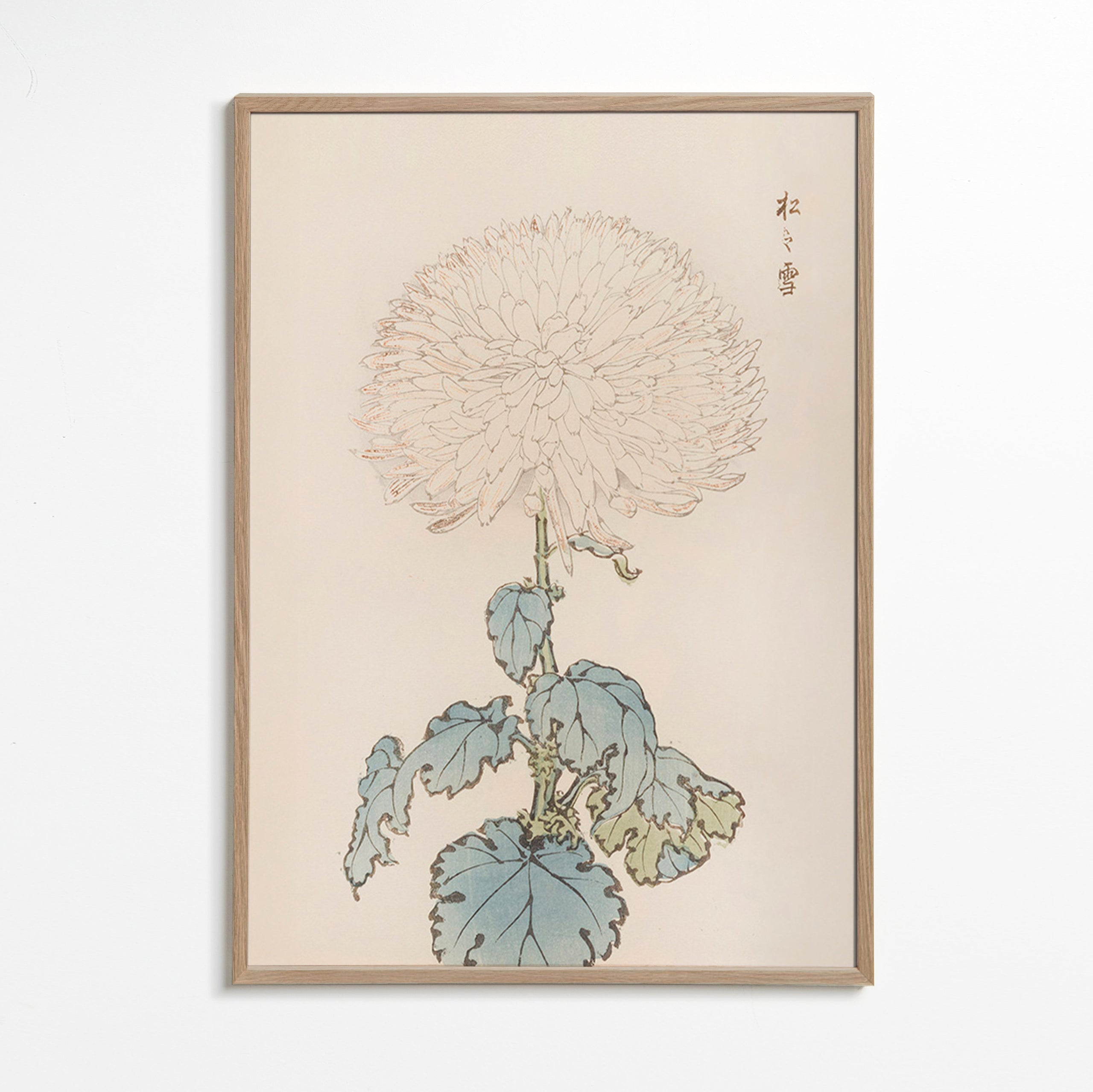 Lámina botánica: crisantemo japonés en trazo delicado – Oak Frame