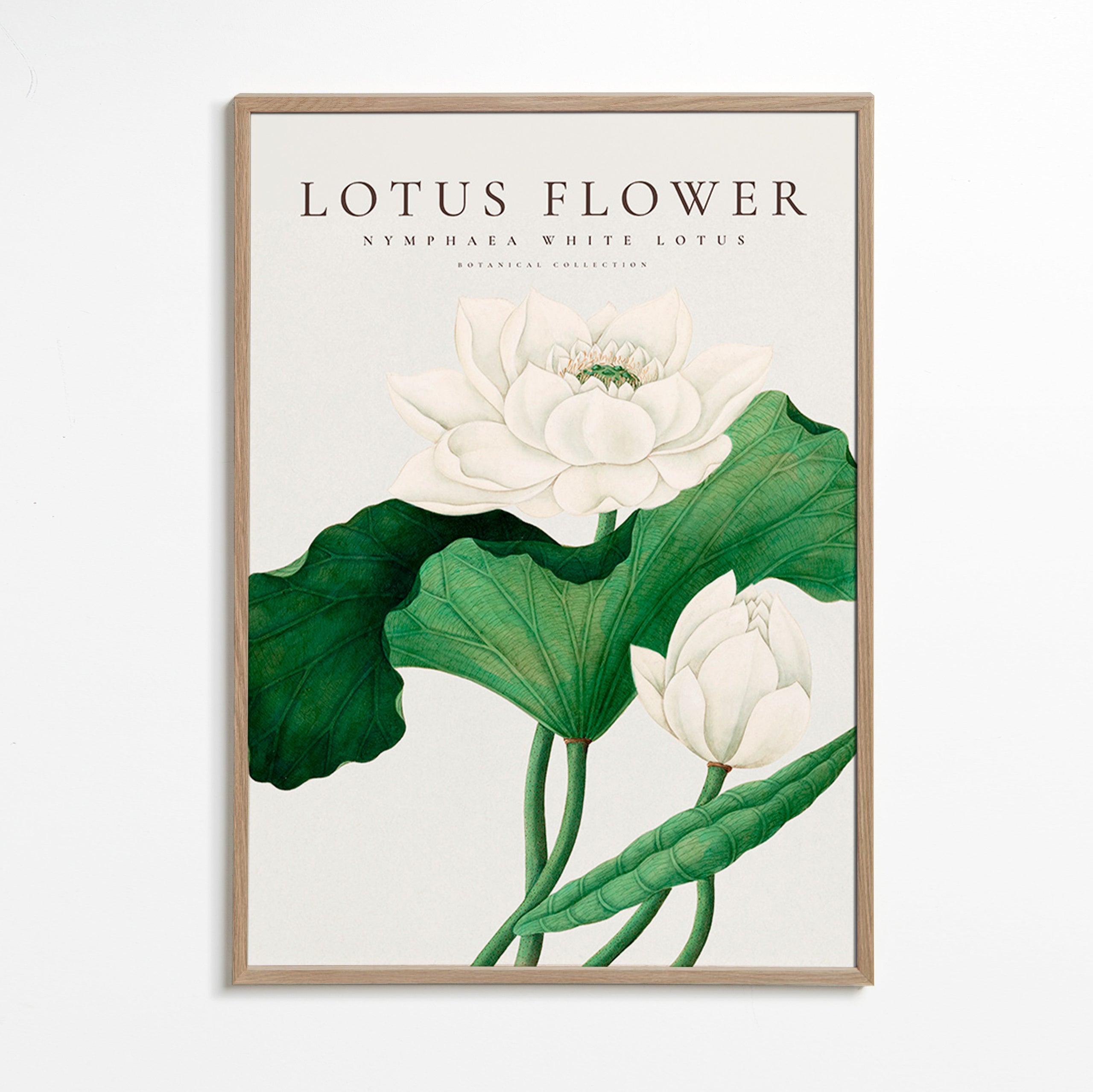 Botanical print White Lotus study