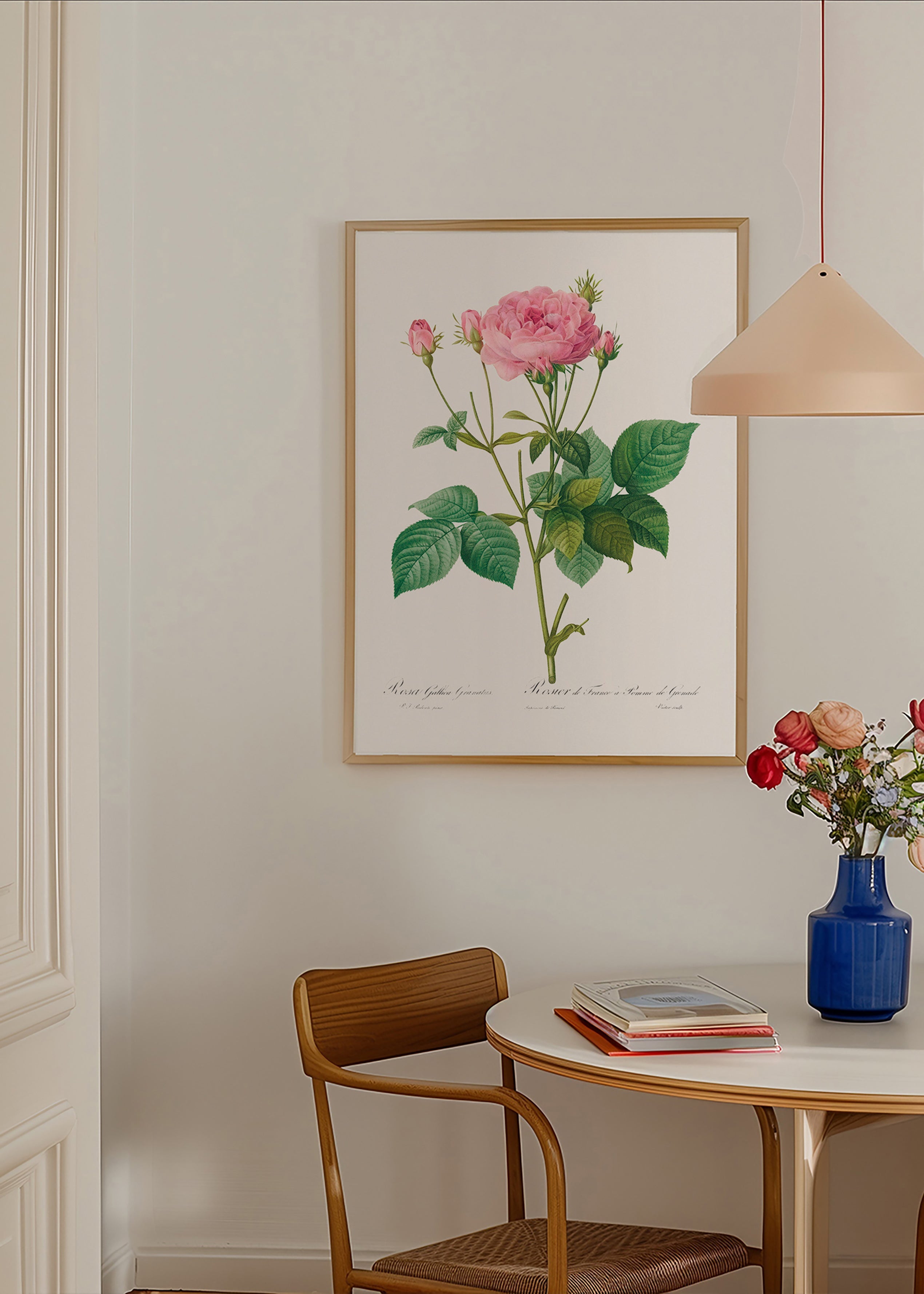 Lámina botánica Rosa Gallica – Product2