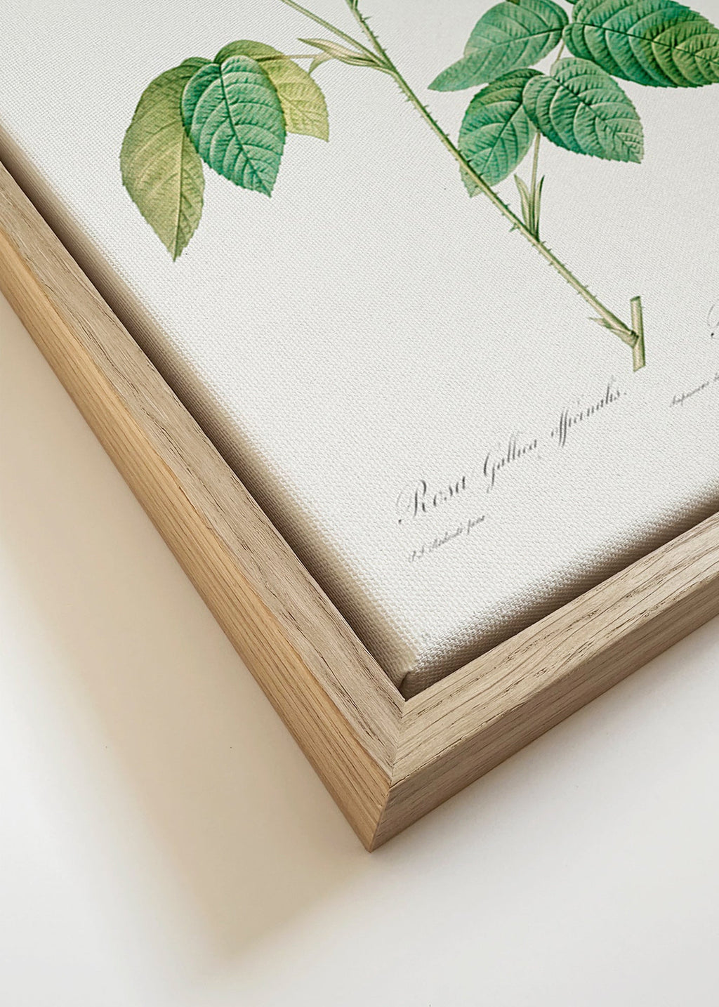 Lámina botánica Rosa Gallica en lámina científica – Canvas detail