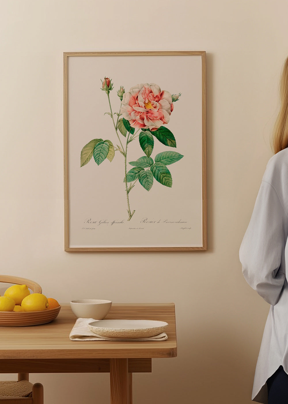 Lámina botánica Rosa Gallica en lámina científica – Product1