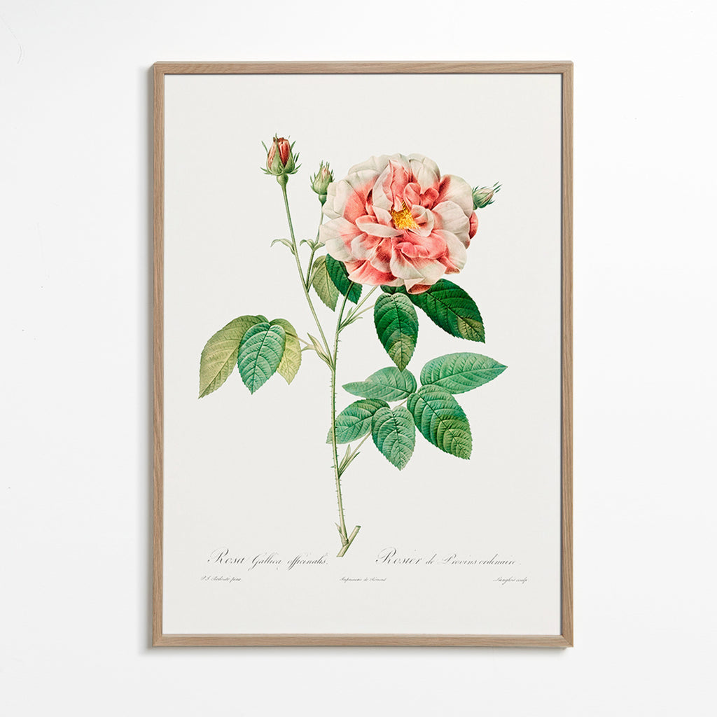 Lámina botánica Rosa Gallica en lámina científica – Oak Frame