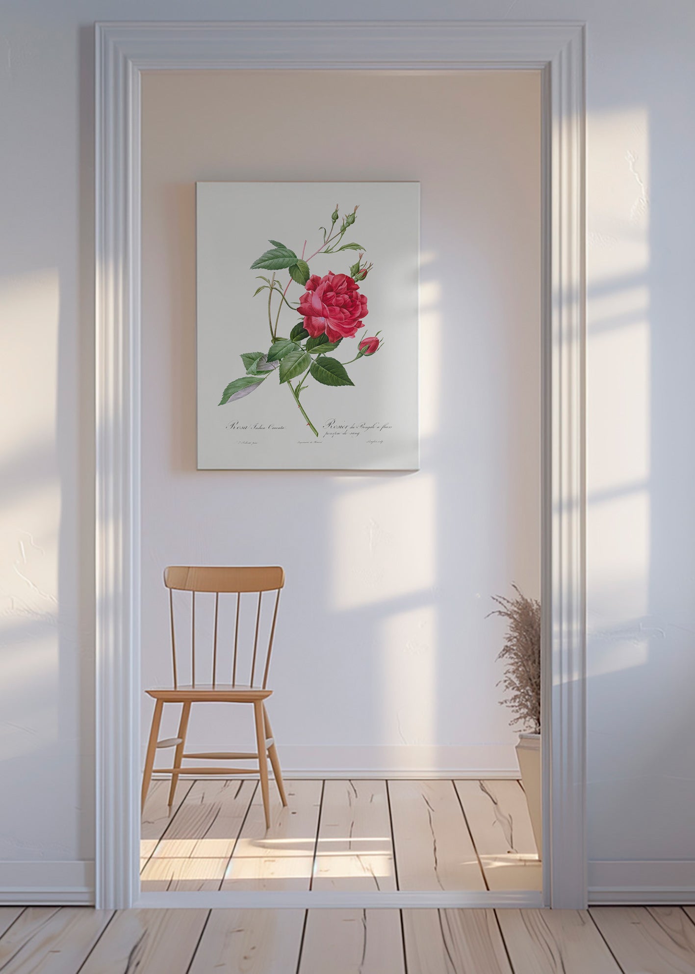 Lámina botánica con rosa roja en primer plano – Canvas