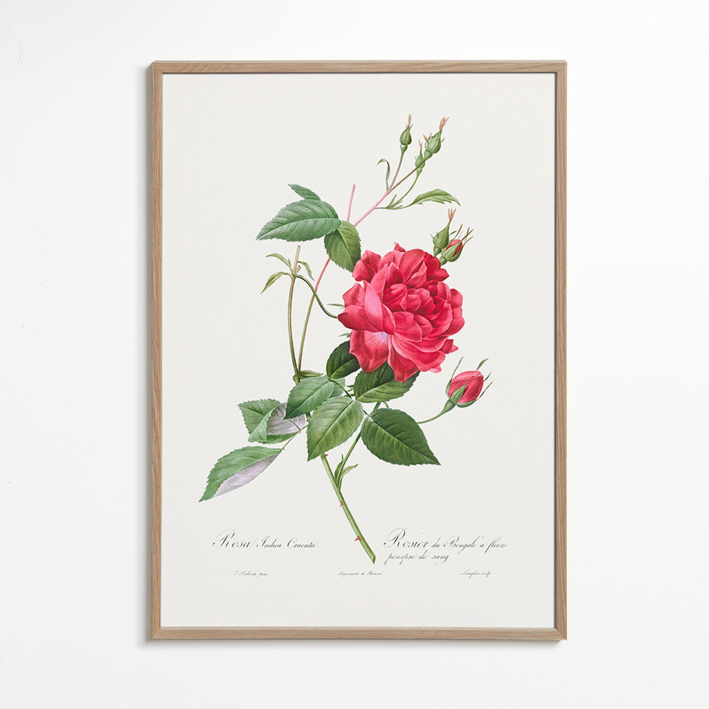 Lámina botánica con rosa roja en primer plano – Oak Frame