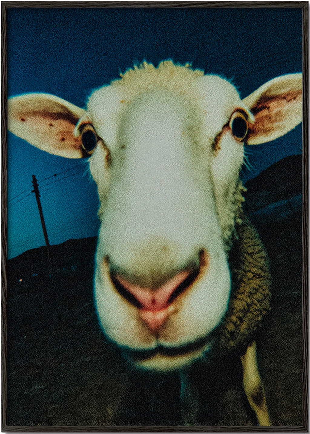 Sheep portrait close-up