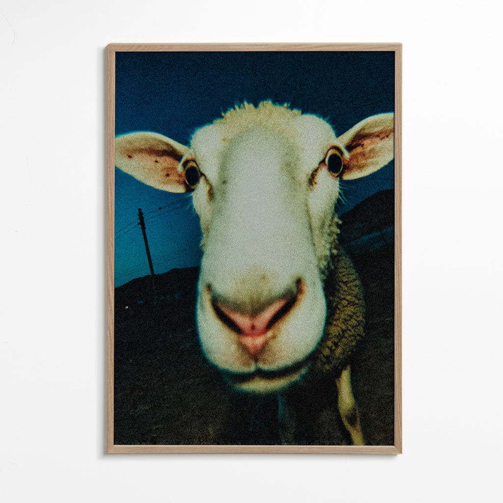 Sheep portrait close-up