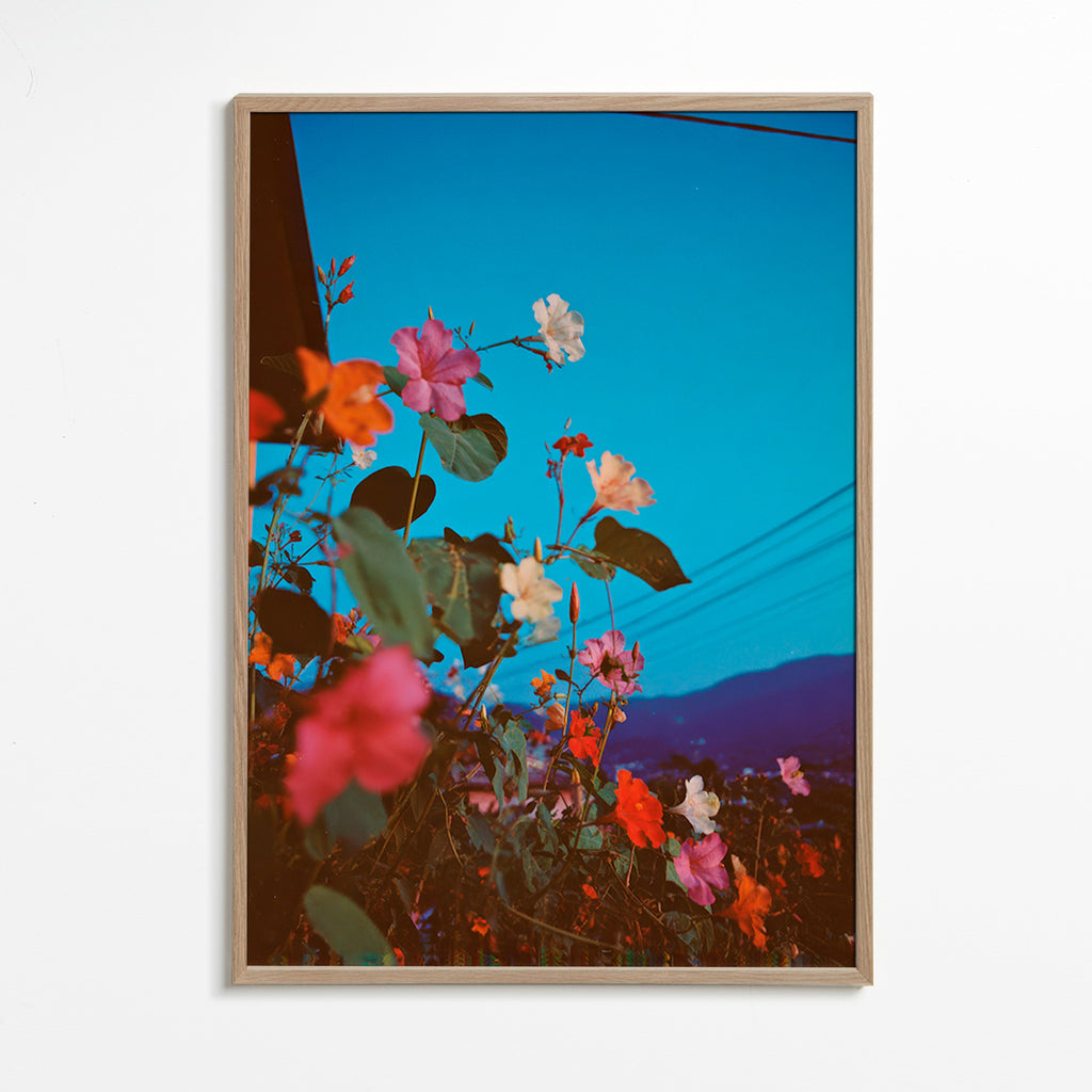 Botanical print: bougainvillea at dusk
