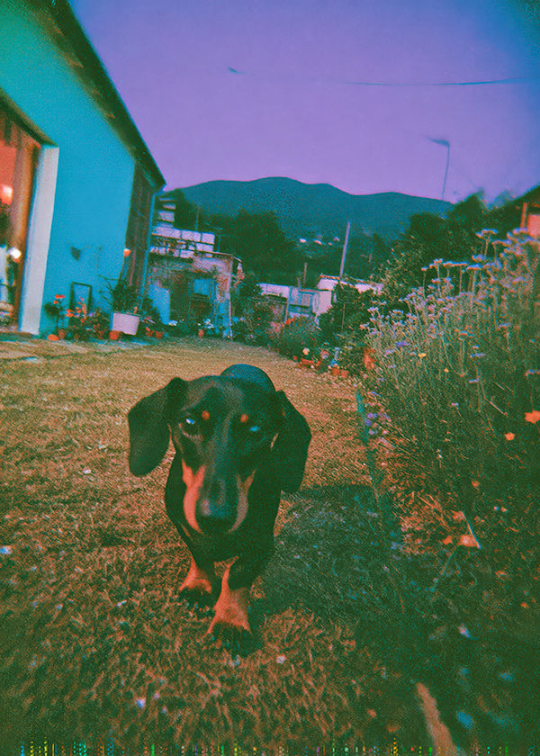 Cuadro perro al atardecer