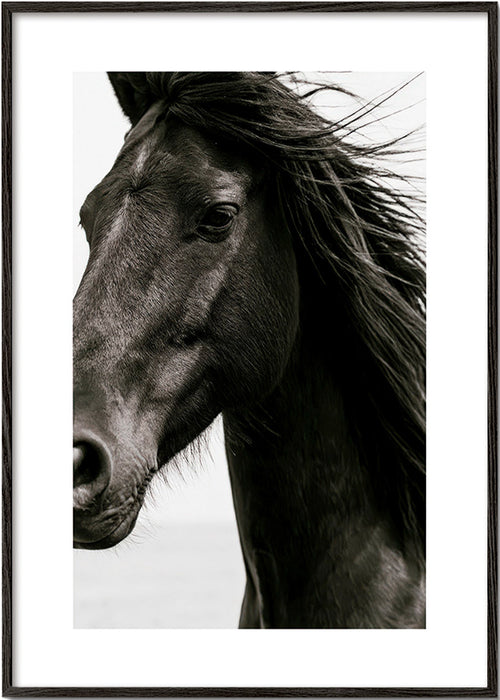 Horse portrait photograph