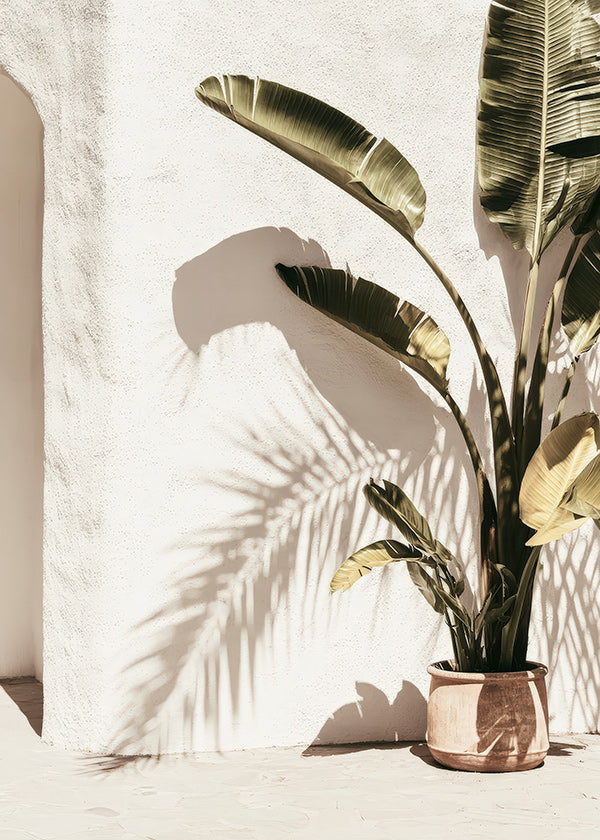 Botanical print: potted palm