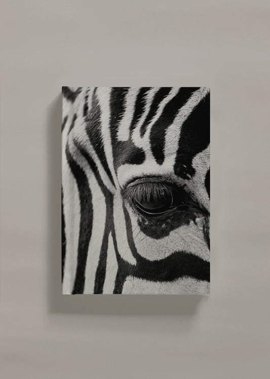 Zebra focus